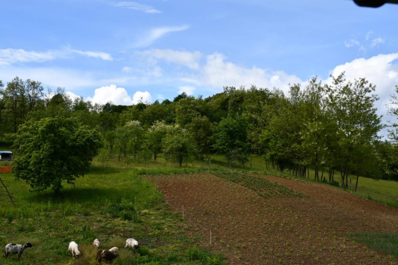 Pensiunea Valea Badilii Valea Iasului Esterno foto